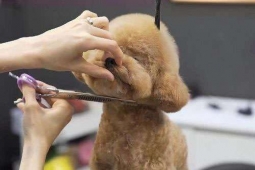 ���������뾭Ӫרҵ